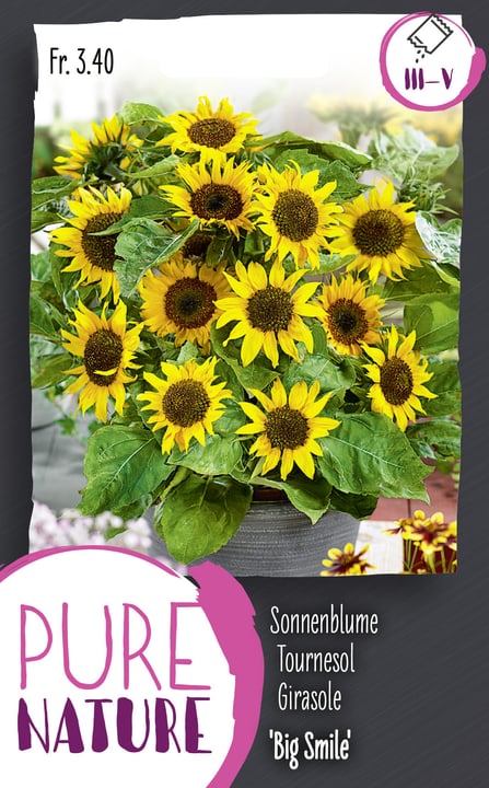 Image of Sonnenblume 'Big Smile' 2g Blumensamen bei Do it + Garden von Migros