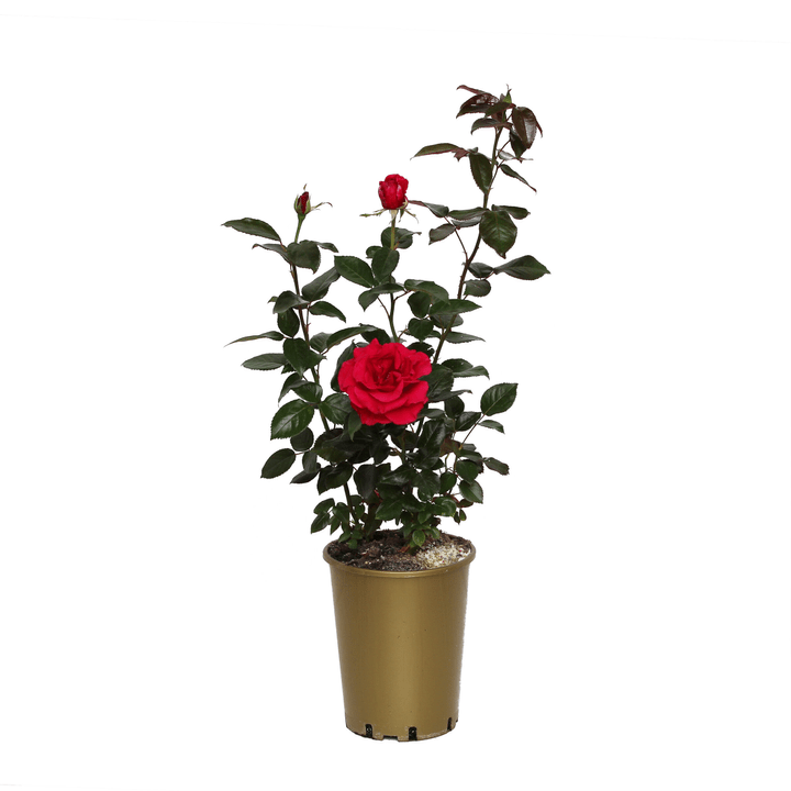 Image of Duftrose Grande Glasse 6l Rose bei Do it + Garden von Migros