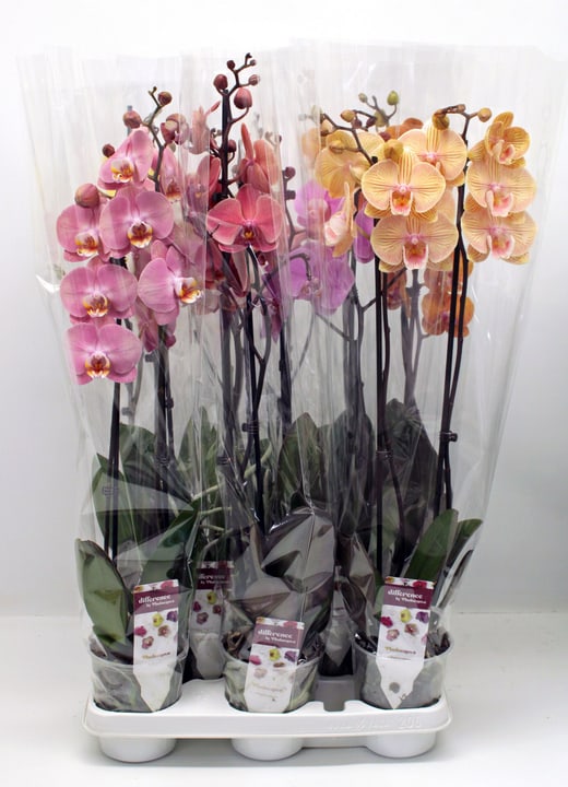 Image of Schmetterlingsorchidee Phalaenopsis Farbenmix (8er Set) Ø12cm Orchidee