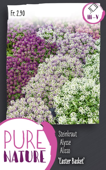 Image of Steinkraut 'Easter Basket', Mix 0.25g Blumensamen bei Do it + Garden von Migros