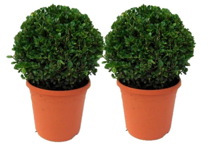 Image of Buchsbaum Buxus Kugel (2er Set) Ø20cm Ziergehölz bei Do it + Garden von Migros