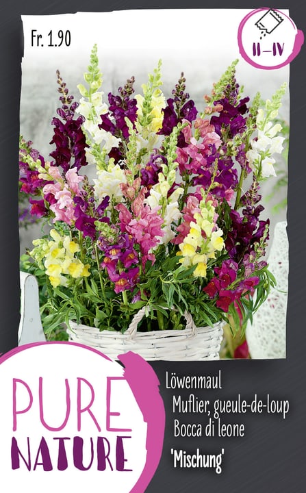 Image of Antirrhinum Halbhohes Löwenmaul M. 0.5g Blumensamen bei Do it + Garden von Migros