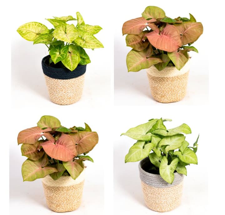 Image of Syngonium Soft Illusion im Korb (4er Set) Ø14cm Blattschmuckpflanze bei Do it + Garden von Migros