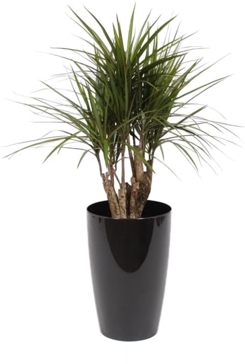 Image of Drachenbaum Dracaena Marginata im Übertopf Ø29cm Grünpflanze bei Do it + Garden von Migros