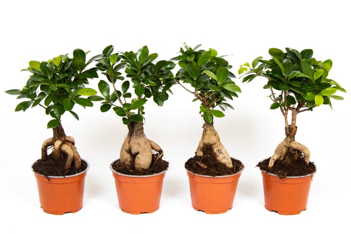 Image of Ficus Ginseng (4er Set) Ø12cm Bonsai bei Do it + Garden von Migros