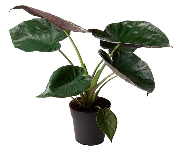 Image of Pfeilblatt Alocasia Wentii Ø24cm Blattschmuckpflanze