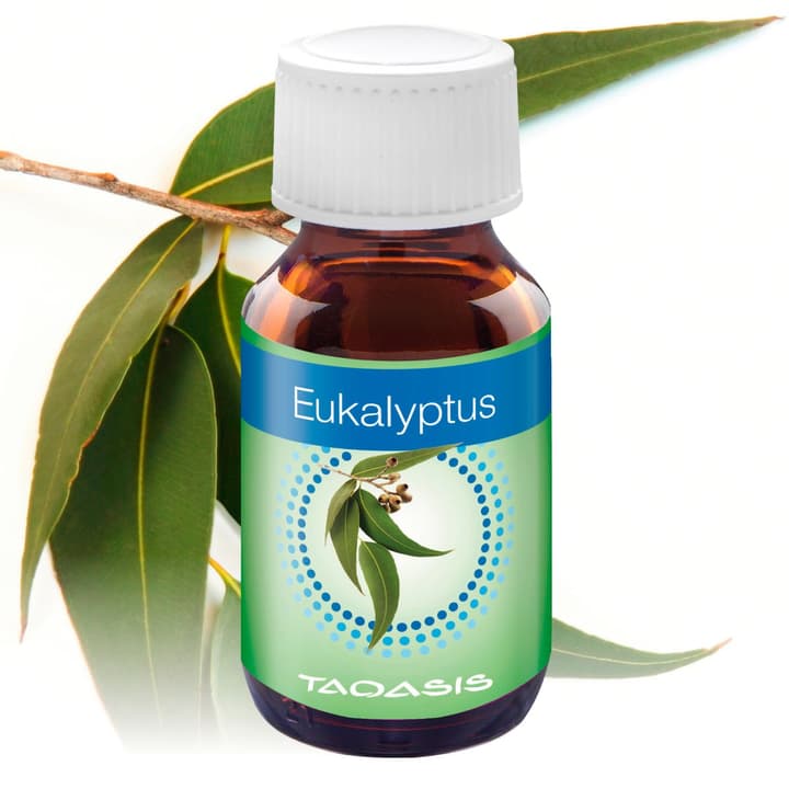Venta Eukalyptus 3x 50 ml Duftöl Eukalyptus 3x 50 ml Duftöl Venta 785300123234 Bild Nr. 1