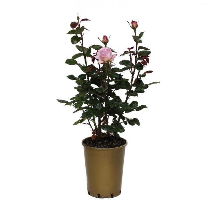 Image of Duftrose Blue Girl 6l Rose bei Do it + Garden von Migros