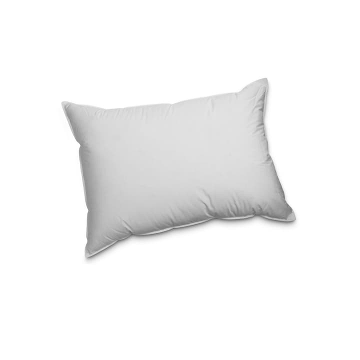 PREMIUM REGULAR Exklusives Federnkissen für höchsten Schlafkomfort PREMIUM REGULAR Exklusives Federnkissen für höchsten Schlafkomfort 376051100000 Farbe Weiss Grösse L: 50.0 cm x B: 70.0 cm Bild Nr. 1