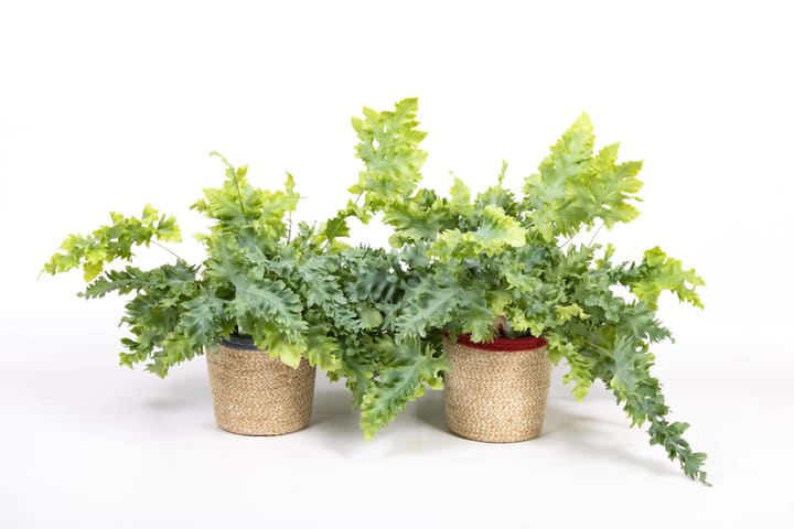Image of Phlebodium Davana AirSoPure Ø17cm Grünpflanze bei Do it + Garden von Migros
