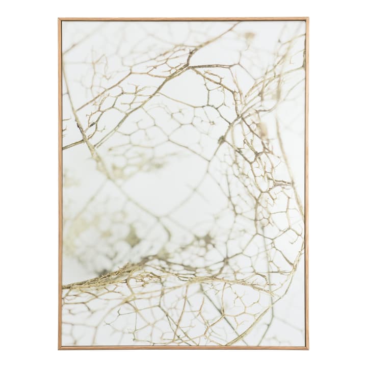 LEAF SKELETON Bild LEAF SKELETON Bild 384029600000 Photo no. 1