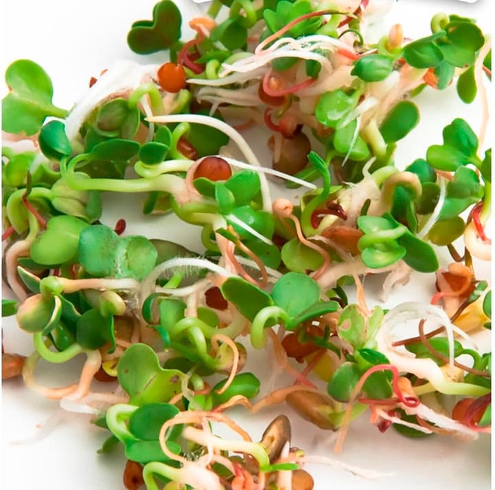 Image of Gusta Garden Samen Microgreens Ruca-Salatrauke HARRY HERBS Microgreen