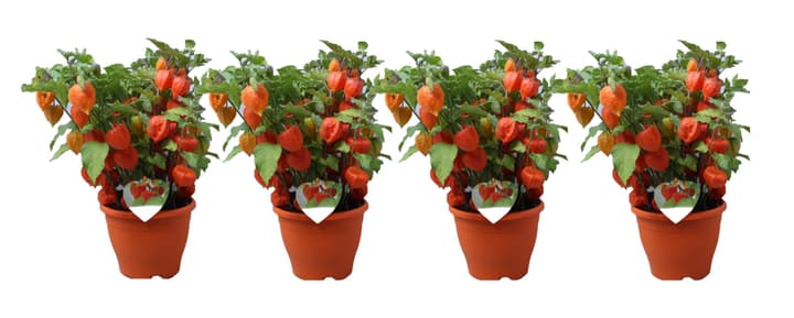 Image of Lampionpflanze Physalis Franchetii (4er Set) Ø19cm Herbstblume bei Do it + Garden von Migros