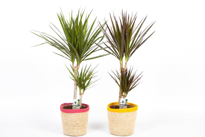 Image of Dracaena marginata Ø17cm Grünpflanze bei Do it + Garden von Migros