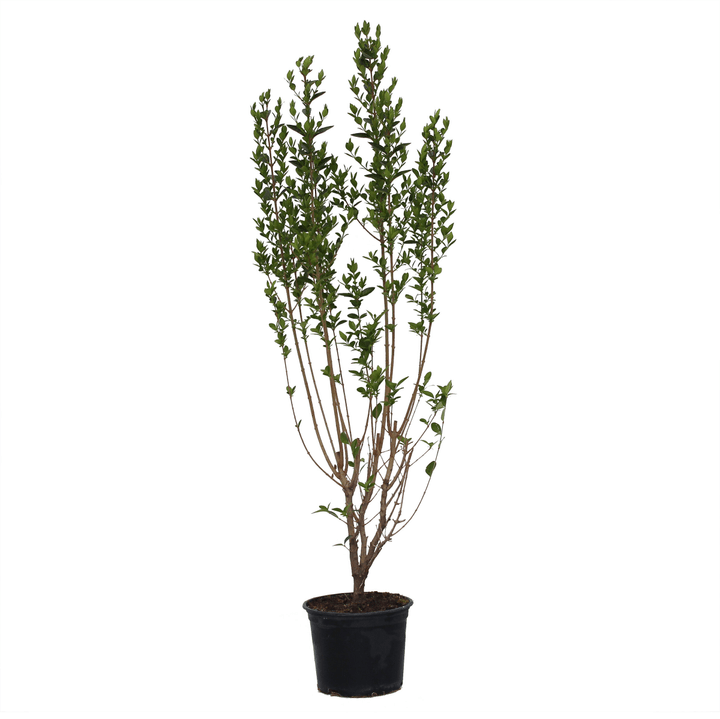 Image of Liguster Ligustrum ovalifolium 10l Heckenpflanze bei Do it + Garden von Migros