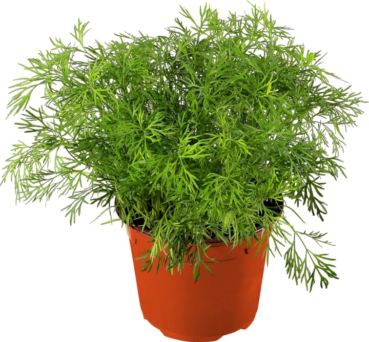 Bio Dill Bio Dill 307015500000 Bild Nr. 1