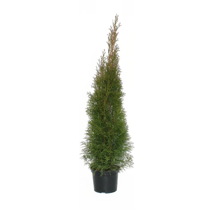 Image of Lebensbaum Thuja Smaragd Ø22cm Heckenpflanze
