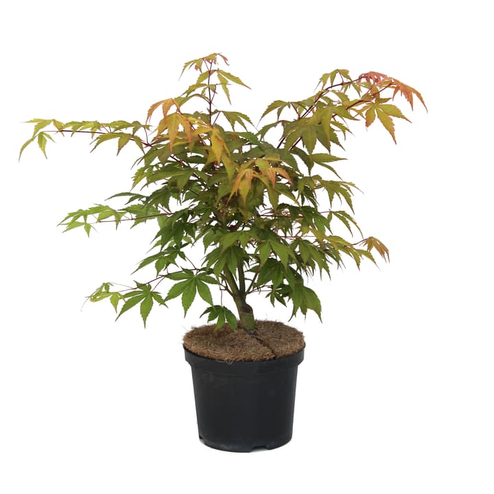 Image of Japanischer Ahorn Acer Osakazuki Ø21cm Ziergehölz bei Do it + Garden von Migros