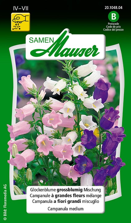 Image of Samen Mauser Glockenblume grossblumige Mischung Blumensamen