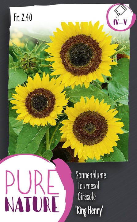 Image of Sonnenblume 'King Henry' 2.5g Blumensamen bei Do it + Garden von Migros