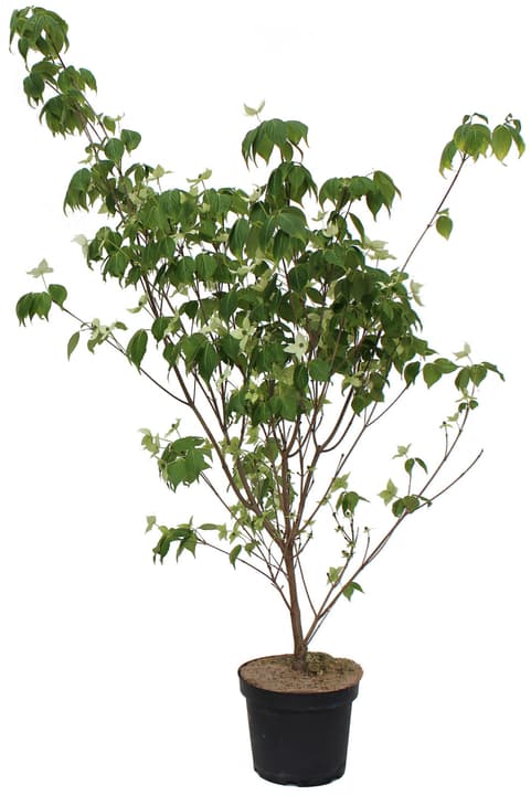 Image of Blüten-Hartriegel China Girl 7.5l Laubgehölze