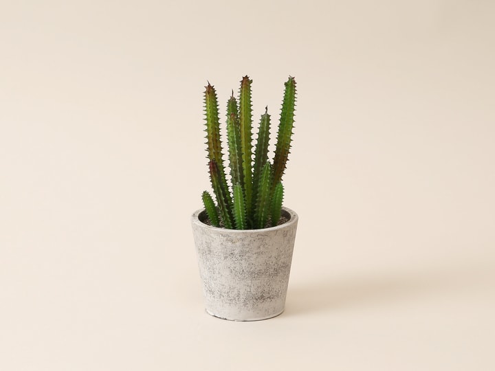 Image of Esmée Sukkulente Kunstpflanze bei Do it + Garden von Migros