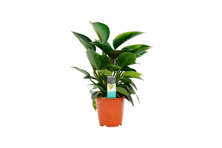 Image of Philodendron Congo Apple Ø19cm Blattschmuckpflanze bei Do it + Garden von Migros