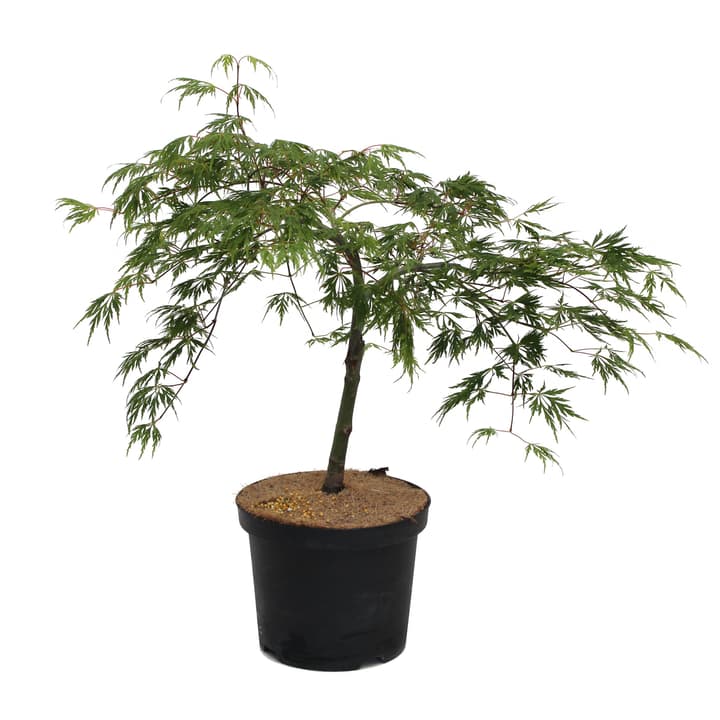 Image of Japanischer Ahorn Acer Dissectum Ziergehölz bei Do it + Garden von Migros