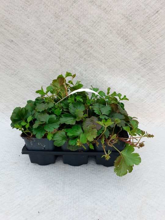 Image of Bodendecker Waldsteinia (24er Set) Ø9cm Polsterstaude