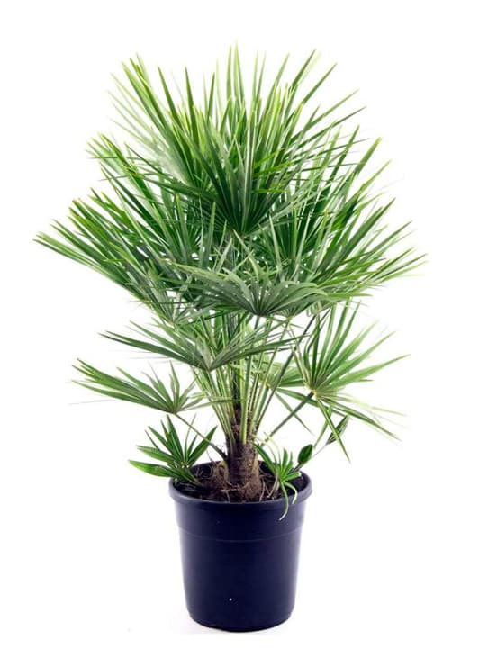 Image of Zwergpalme Chamaerops Vulcano Ø22cm Palme bei Do it + Garden von Migros