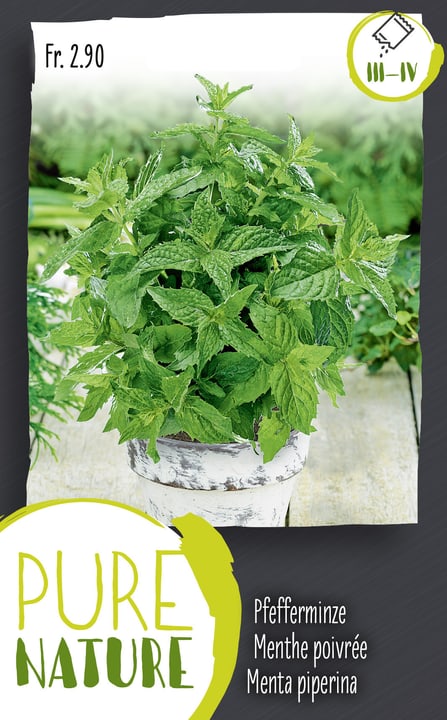 Image of Pfefferminze mehrjährig 0.25g Kräutersamen bei Do it + Garden von Migros
