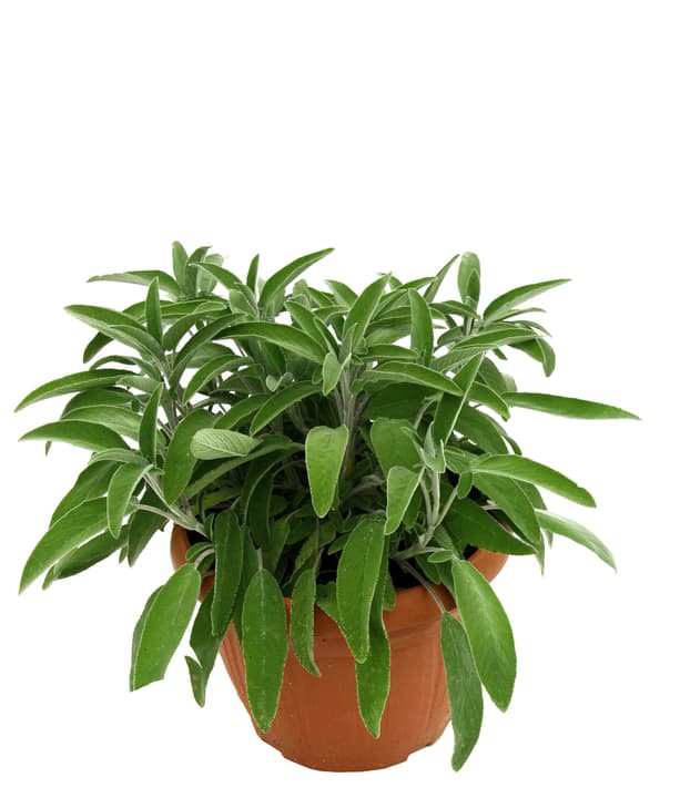 Image of Salbei Salvia Officinalis Ø35cm Kräuterpflanze