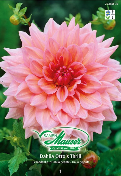 Image of Samen Mauser Riesendahlie Otto´s Thrill Blumenzwiebeln