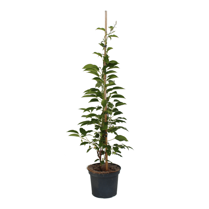 Image of Kiwi Jenny 4l Obstbaum bei Do it + Garden von Migros