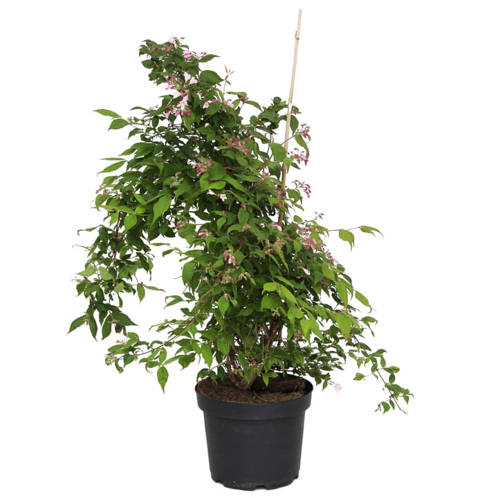 Image of Kolkwitzie Pink Cloud 5l Laubgehölze