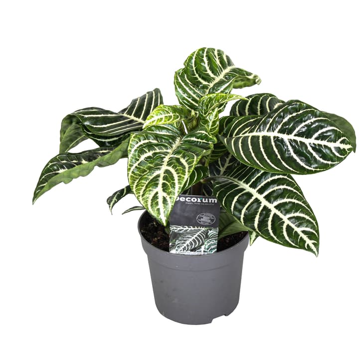 Image of Botanica Aphelandra (6er Set) Ø13 Grünpflanze