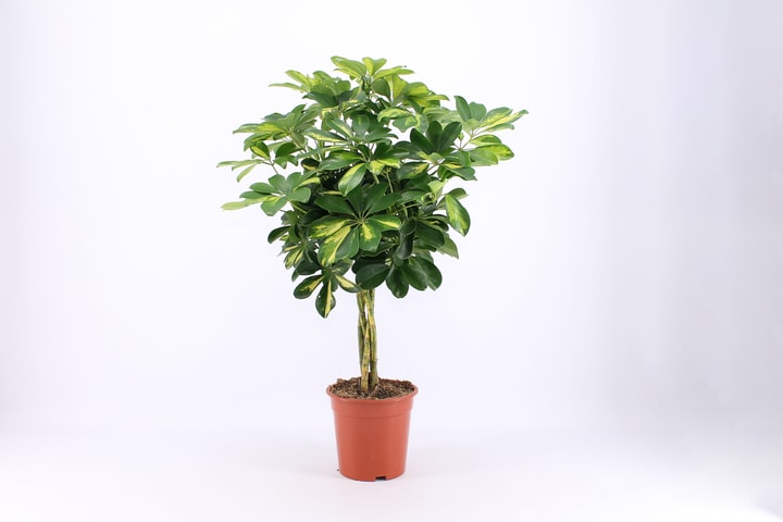 Image of Strahlenaralie Schefflera arboricola Gold Capella Ø19cm Blattschmuckpflanze
