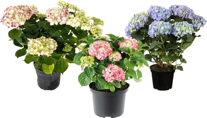 Image of Hortensien Hydrangea Farbenmix (3er Set) Ø18cm Ziergehölz
