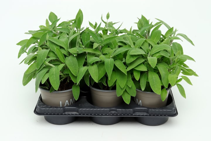 Image of Bio Salbei Salvia officinalis (6er Set) im Cup Ø13cm Kräuterpflanze