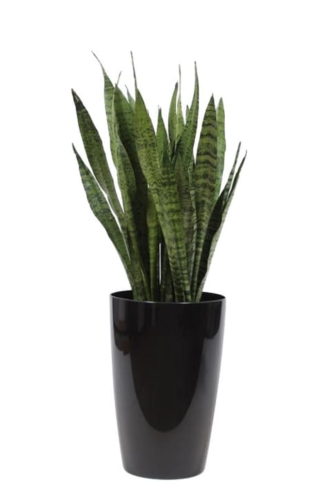 Image of Bogenhanf Sansevieria Zeylanica im Übertopf Ø29cm Grünpflanze bei Do it + Garden von Migros