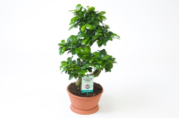 Image of Bonsai Ficus Microcarpa Ø22cm