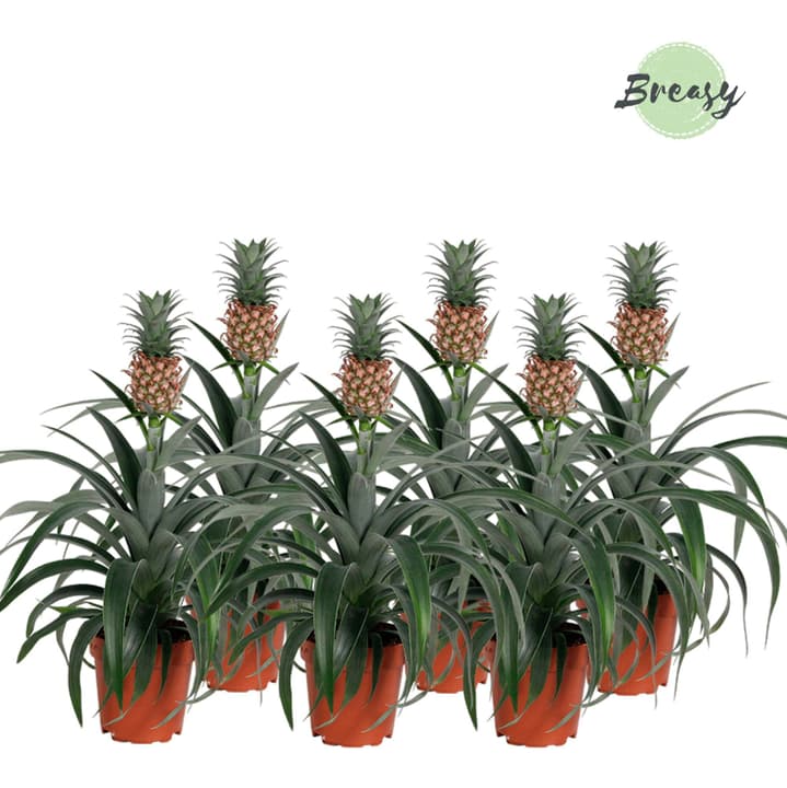 Image of Ananas Pflanze Mi Amigo (6er Set) Ø12cm Blühpflanze