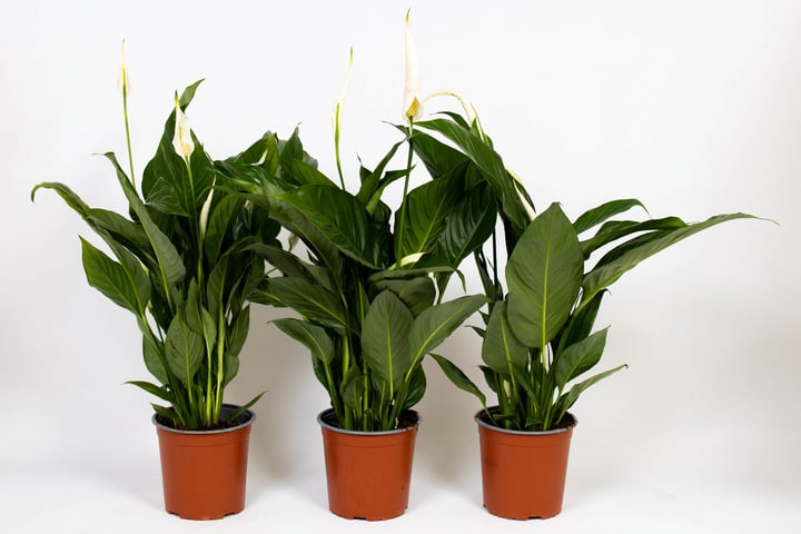 Image of Blattfahne Spathiphyllum Vivaldi (3er Set) Ø17cm Blühpflanze