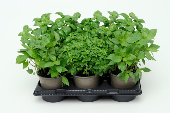 Image of Bio Basilikum Mix Ocimum basilicum (6er Set) im Cup Ø13cm Kräuterpflanze