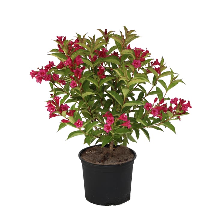 Image of Weigelie Weigela Bristol Ruby Ø22cm Ziergehölz