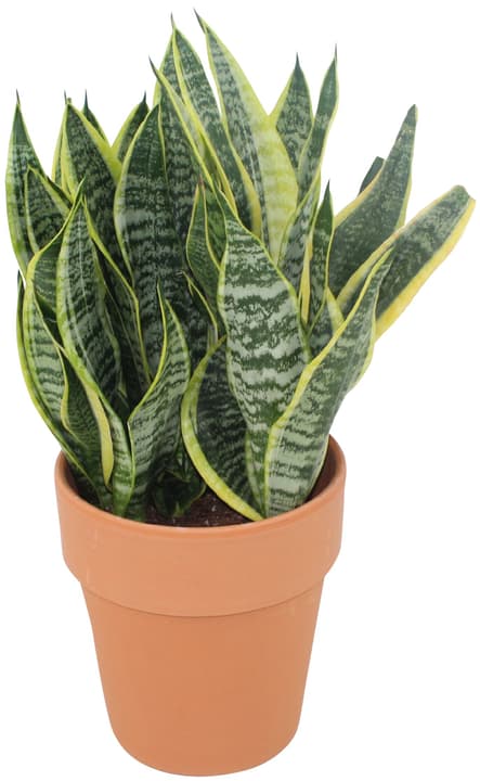 Image of Sansevieria Futura Superba Ø21cm Grünpflanze bei Do it + Garden von Migros