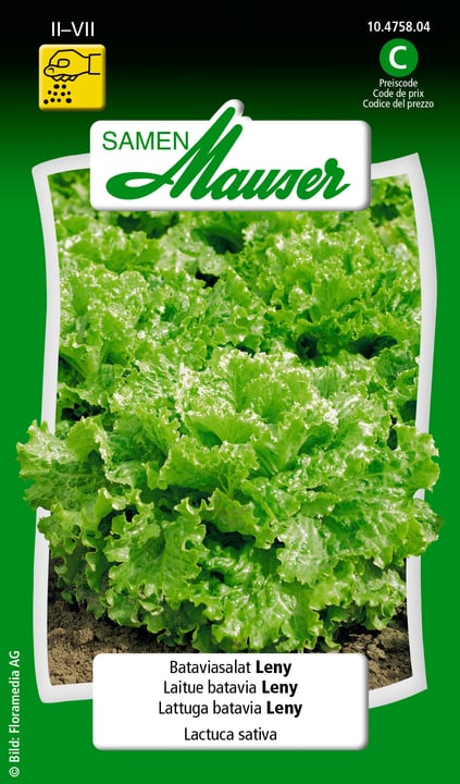 Image of Samen Mauser Bataviasalat Leny Gemüsesamen