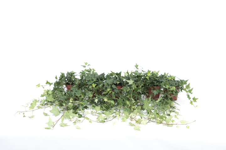 Image of Hedera helix grün (6er Set) Ø13cm Grünpflanze