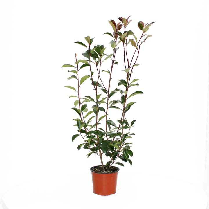 Image of Glanzmispel Photinia x Fraseri 3l Heckenpflanze