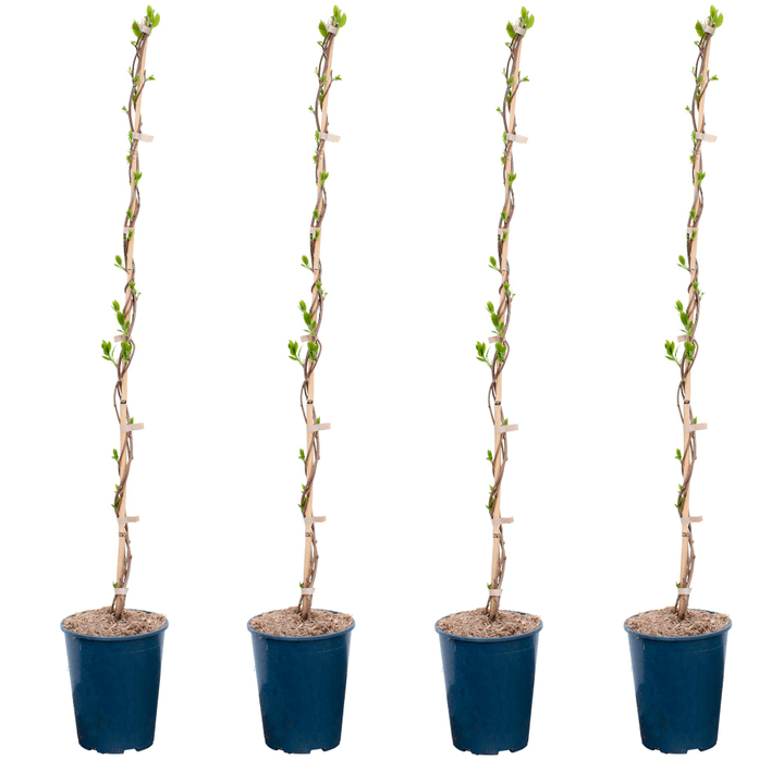 Image of Kiwi Issai Actinidia (4er Set) 4l Beerenobst
